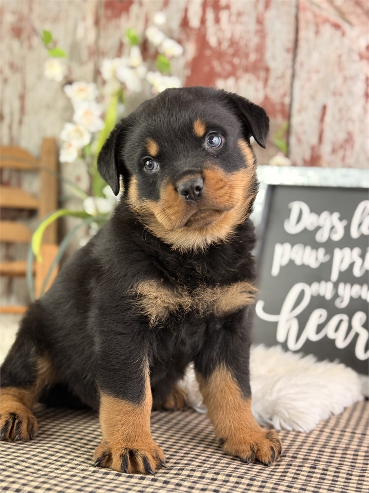 Rottweiler-Trigger-Birthday: 05/26/2026