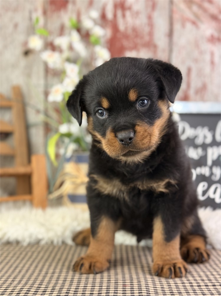 Rottweiler-Tizzy-Birthday: 05/26/2026