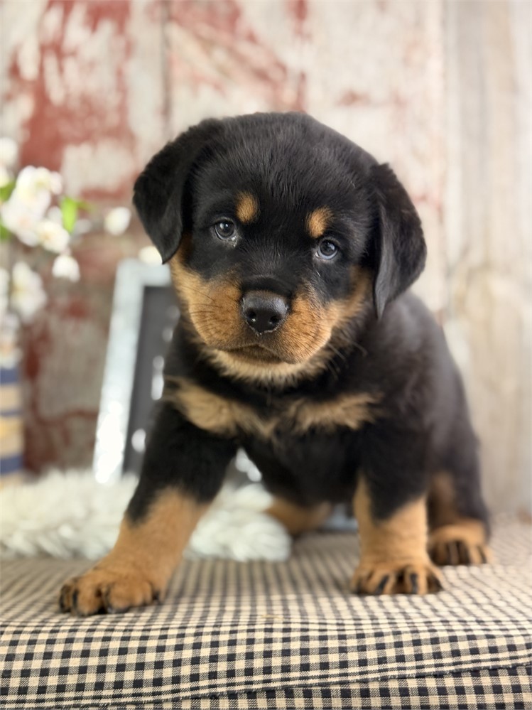 Rottweiler-Tanner-Birthday: 05/26/2026