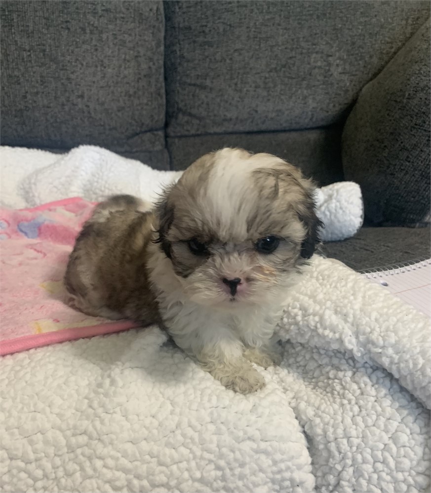 Shih Tzu-Maggie-Birthday: 06/12/2026