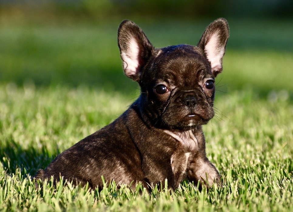 French Bulldog-Alison -Birthday: 05/24/2026