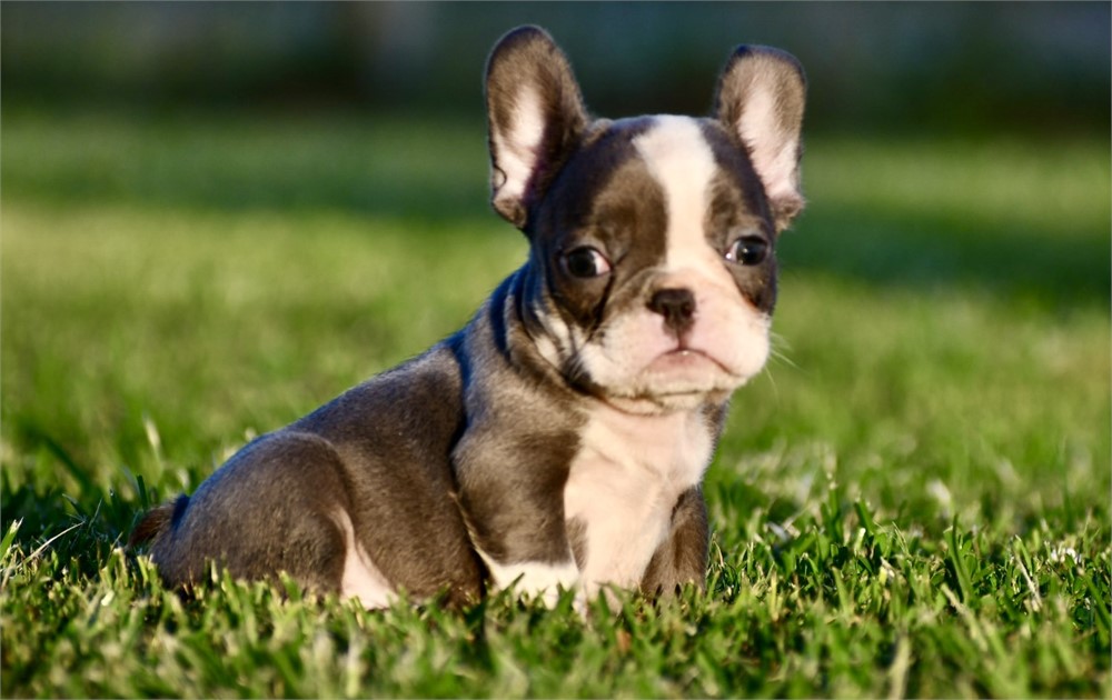 French Bulldog-Squirt -Birthday: 05/24/2026