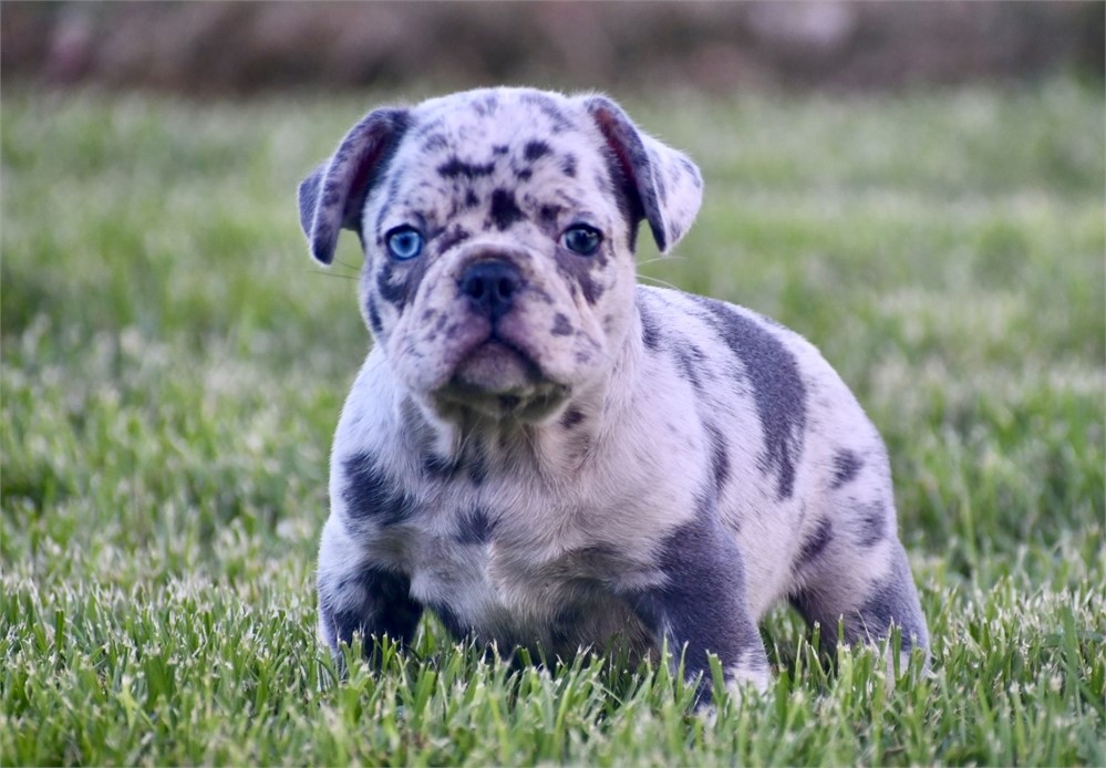 French Bulldog-Jameson -Birthday: 05/24/2026