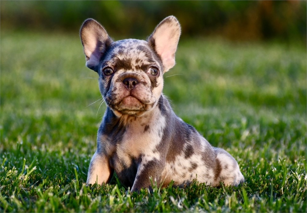 French Bulldog-Dapali-Birthday: 05/24/2026