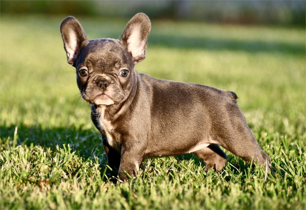 French Bulldog-Jeri-Birthday: 05/24/2026