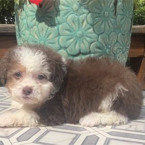 Aussiedoodle-Josie-Birthday: 05/24/2026