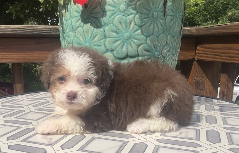 Aussiedoodle-Josie-Birthday: 05/24/2026