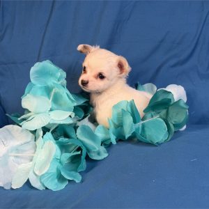 Chihuahua-Jett-Birthday: 06/06/2026