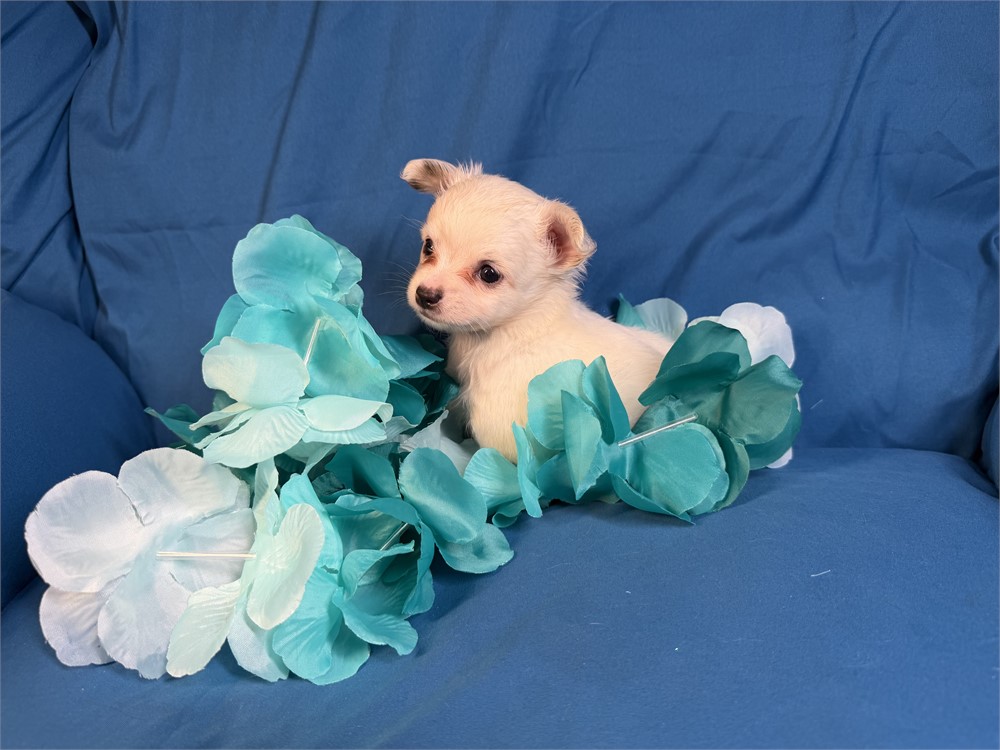 Chihuahua-Jett-Birthday: 06/06/2026