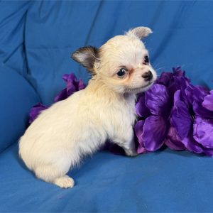 Chihuahua-Lexi-Birthday: 06/06/2026