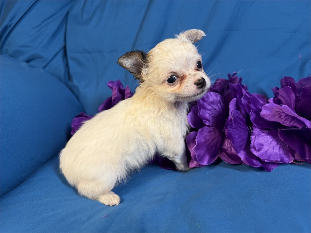 Chihuahua-Lexi-Birthday: 06/06/2026