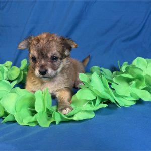 Chihuahua-Tito-Birthday: 06/06/2026