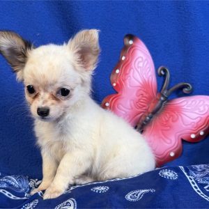 Chihuahua-Winnie-Birthday: 06/06/2026