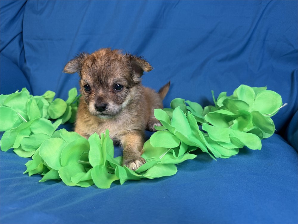 Chihuahua-Tito-Birthday: 06/06/2026