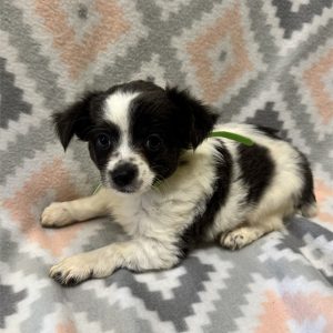 Chihuahua-Lewie-Birthday: 06/12/2026