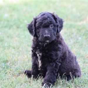 GoldenDoodle-Rex-Birthday: 06/14/2026