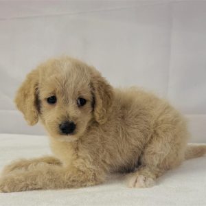 GoldenDoodle-Cleo-Birthday: 07/10/2026