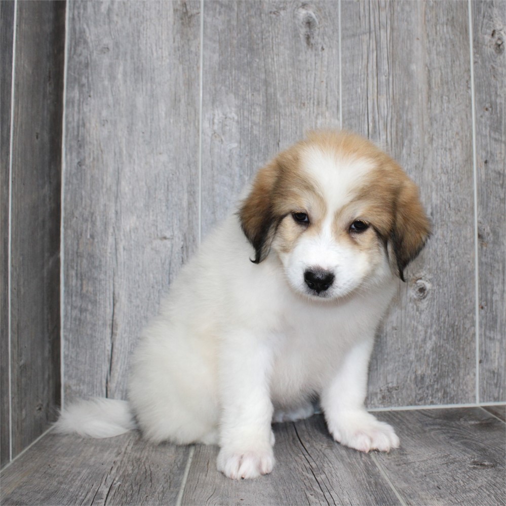 Great Pyrenees-Sasha-Birthday: 06/15/2026