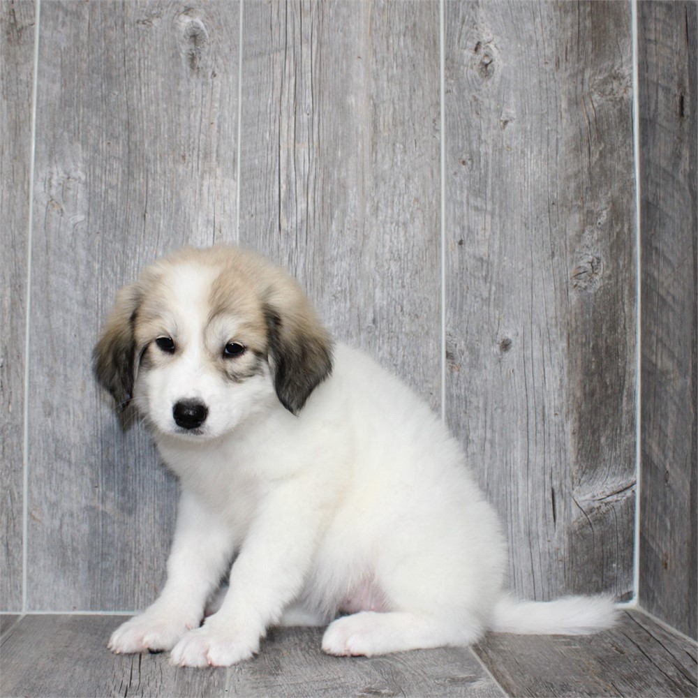 Great Pyrenees-Sora-Birthday: 06/15/2026
