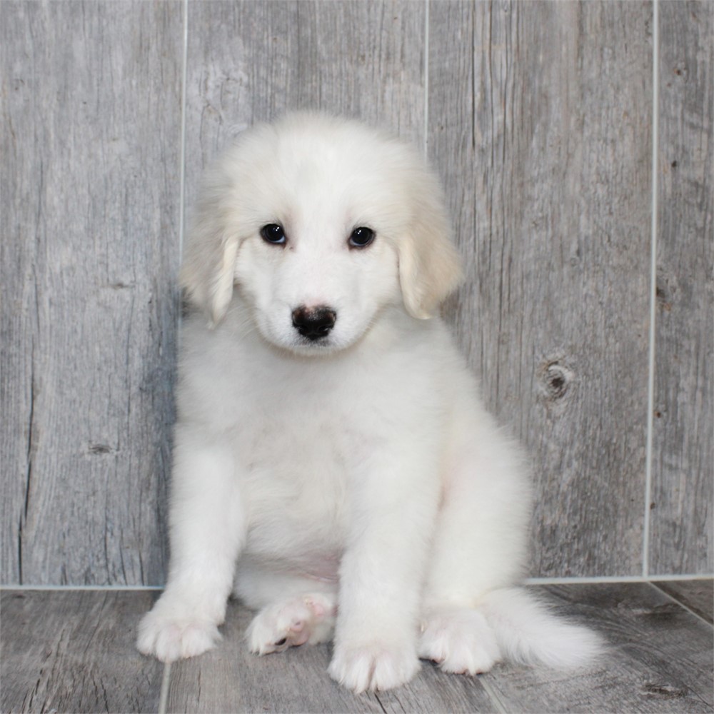 Great Pyrenees-Angel-Birthday: 06/15/2026