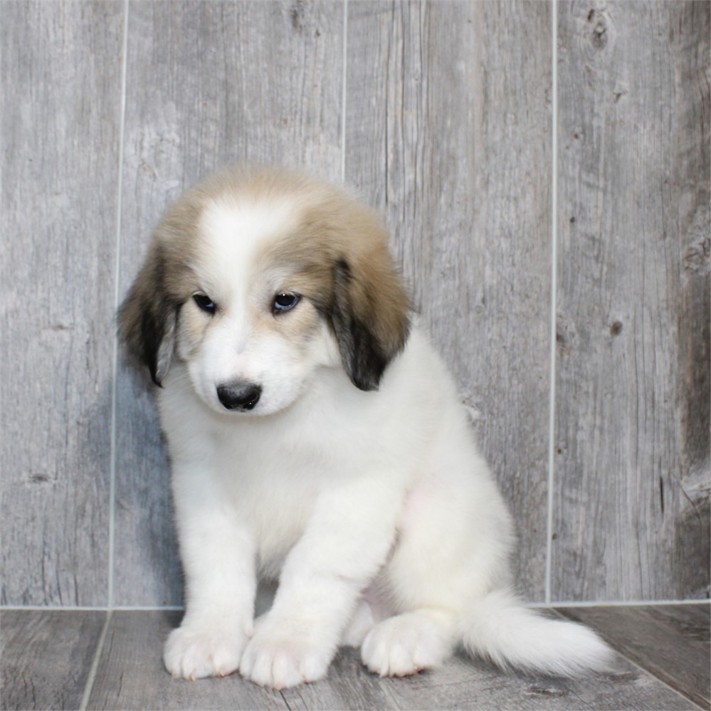 Great Pyrenees-Storm-Birthday: 06/15/2026