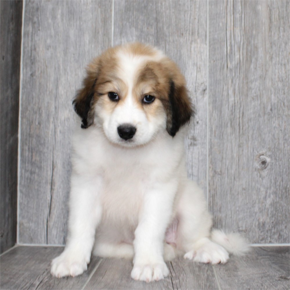 Great Pyrenees-Kali-Birthday: 06/15/2026