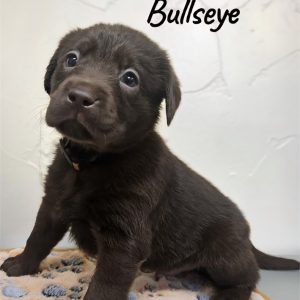 Labrador Retriever-Bullseye-Birthday: 06/22/2026