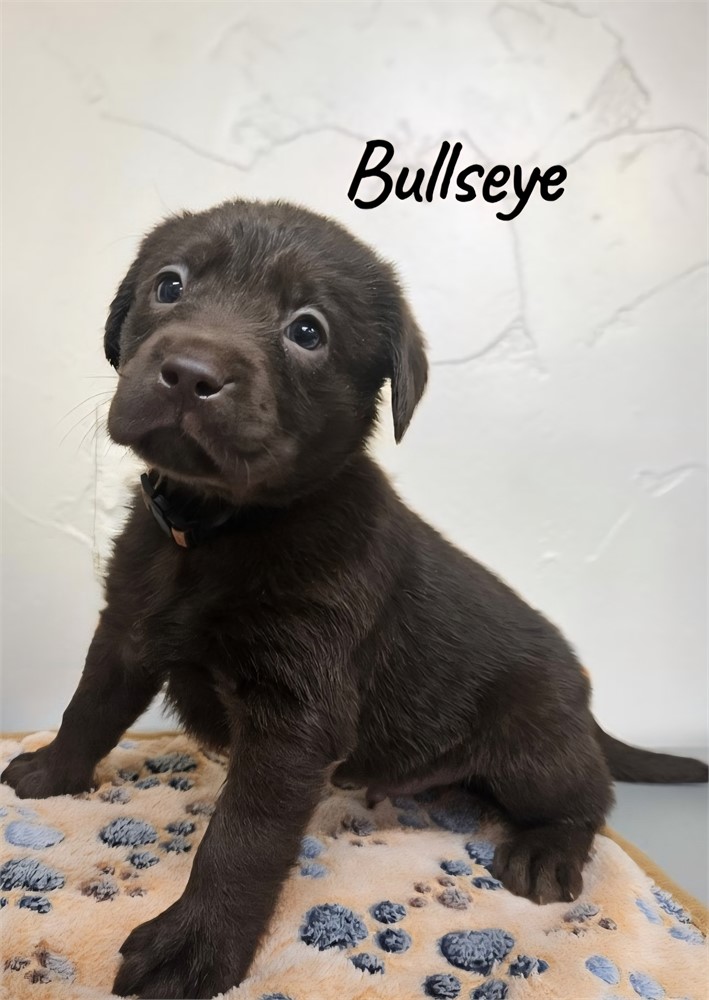 Labrador Retriever-Bullseye-Birthday: 06/22/2026