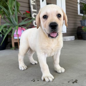 Labrador Retriever-Tyson-Birthday: 06/13/2026