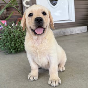 Labrador Retriever-Nixon-Birthday: 06/13/2026