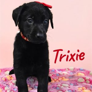 Labrador Retriever-Trixie-Birthday: 06/22/2026