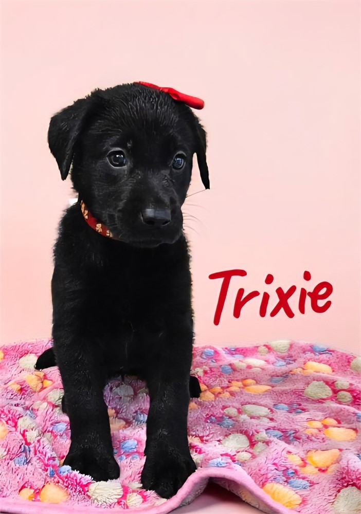 Labrador Retriever-Trixie-Birthday: 06/22/2026
