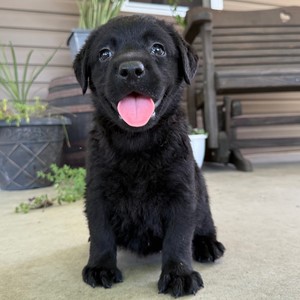 Labrador Retriever-Misty-Birthday: 05/19/2026