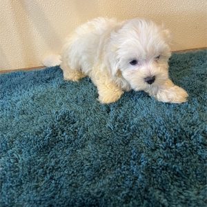 Maltese-Monty-Birthday: 06/13/2026
