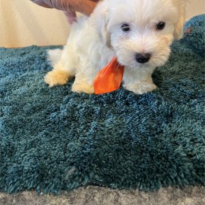 Maltese-Felix-Birthday: 06/13/2026