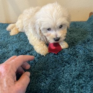 Maltese-Polar-Birthday: 06/13/2026