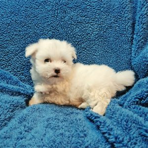 Maltese-Button-Birthday: 06/13/2026
