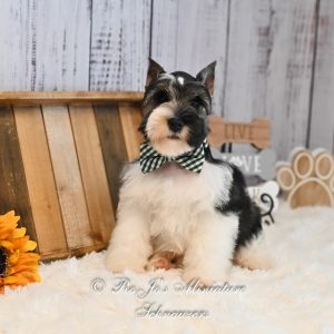 Miniature Schnauzer-Zeus-Birthday: 05/27/2026
