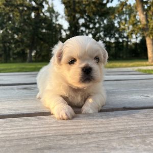 Pekingese-Delilah-Birthday: 07/05/2026
