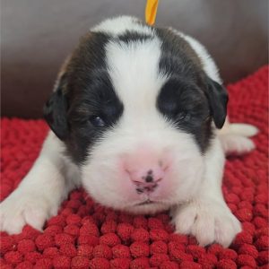 Saint Bernard-Beethoven-Birthday: 07/29/2026