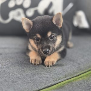 Shiba Inu-Emi-Birthday: 07/11/2026