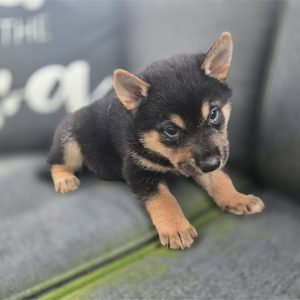 Shiba Inu-Kaito-Birthday: 07/11/2026