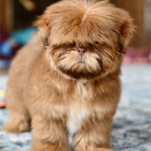 Shih Tzu-Scarlett-Birthday: 06/02/2026