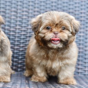 Shih Tzu-Tater-Birthday: 06/15/2026