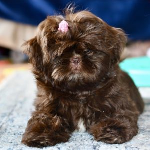 Shih Tzu-Chanel-Birthday: 06/02/2026
