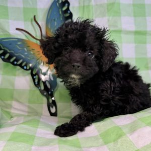 Toy Poodle-Coco-Birthday: 06/18/2026