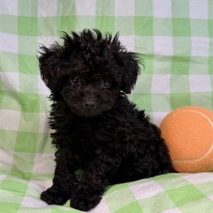 Toy Poodle-Pep-Birthday: 06/18/2026