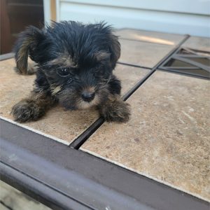 Yorkshire Terrier-Marley-Birthday: 06/03/2026