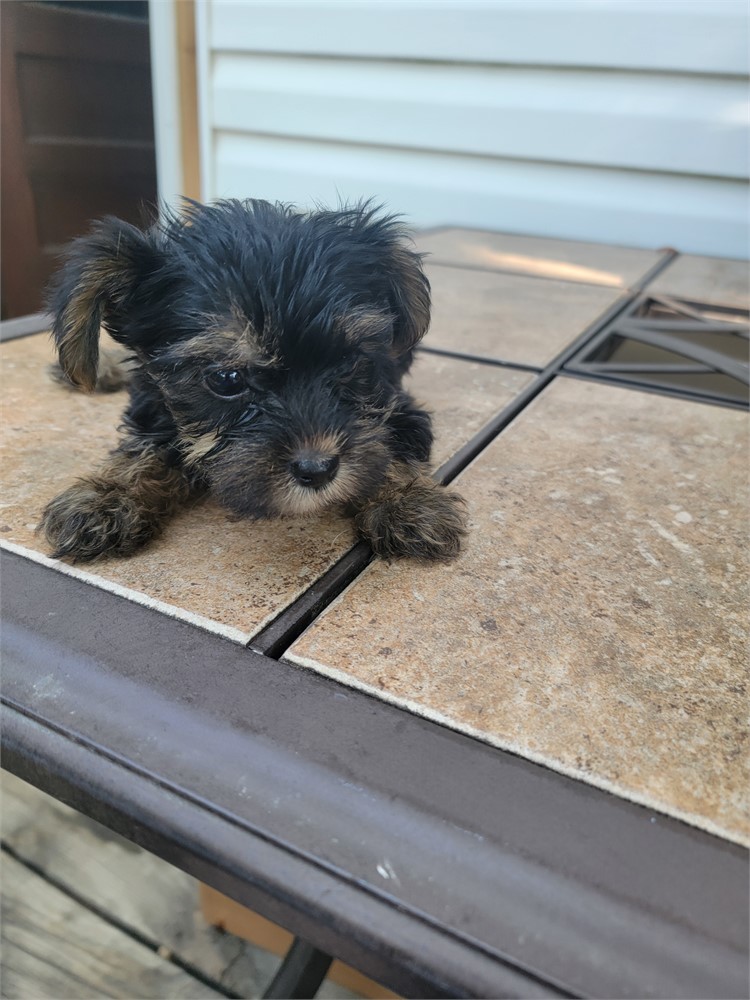 Yorkshire Terrier-Marley-Birthday: 06/03/2026