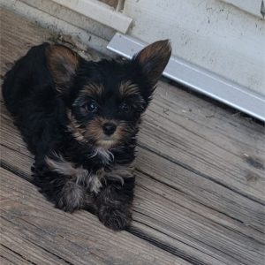 Yorkshire Terrier-Rio-Birthday: 06/03/2026